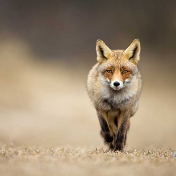 What does the Fox say?